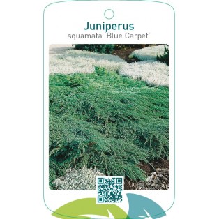 Juniperus squamata ‘Blue Carpet’