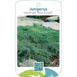 Juniperus squamata ‘Blue Carpet’