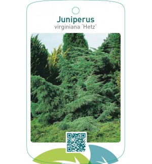 Juniperus virginiana ‘Hetz’