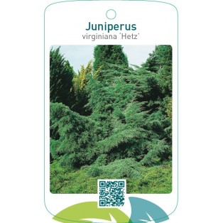 Juniperus virginiana ‘Hetz’