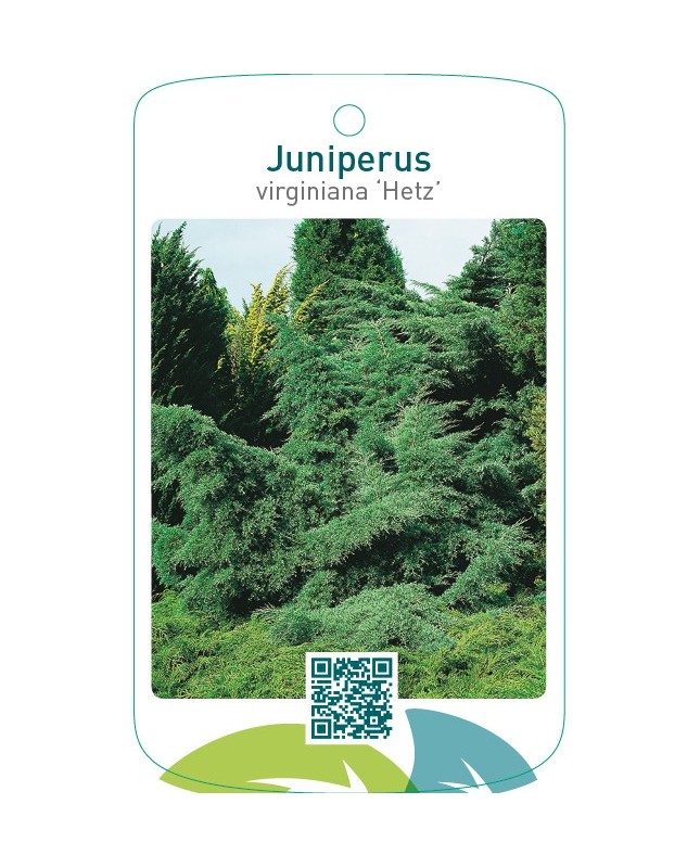 Juniperus virginiana ‘Hetz’