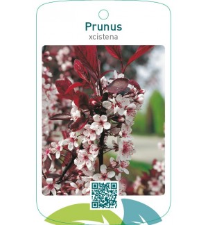 Prunus xcistena