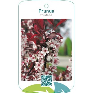 Prunus xcistena