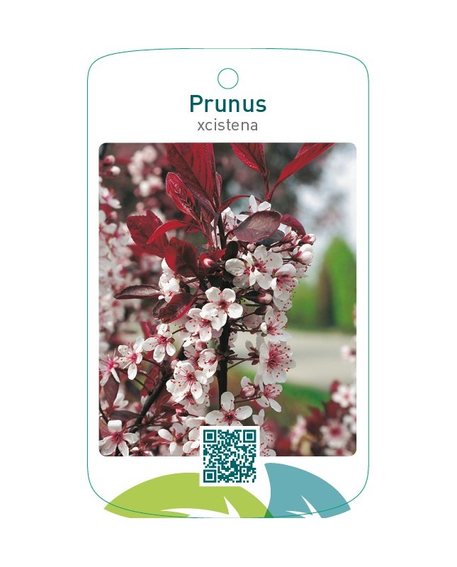 Prunus xcistena