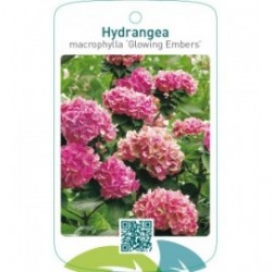Hydrangea macrophylla ‘Glowing Embers’