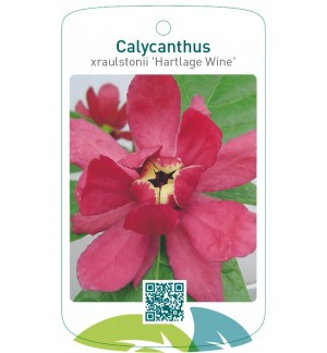Calycanthus xraulstonii ‘Hartlage Wine’