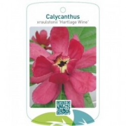 Calycanthus xraulstonii ‘Hartlage Wine’