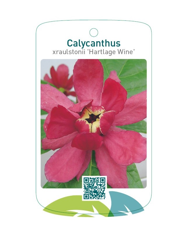 Calycanthus xraulstonii ‘Hartlage Wine’
