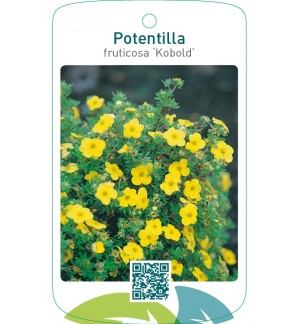 Potentilla fruticosa ‘Kobold’