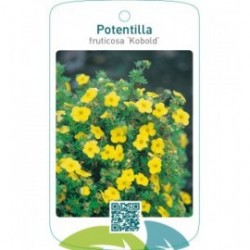 Potentilla fruticosa ‘Kobold’