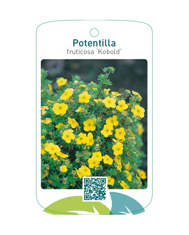 Potentilla fruticosa ‘Kobold’