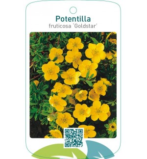 Potentilla fruticosa ‘Goldstar’