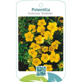 Potentilla fruticosa ‘Goldstar’
