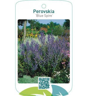 Perovskia ‘Blue Spire’
