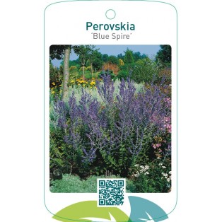 Perovskia ‘Blue Spire’