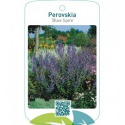 Perovskia ‘Blue Spire’