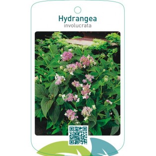 Hydrangea involucrata