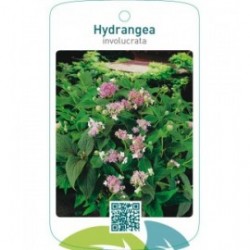 Hydrangea involucrata