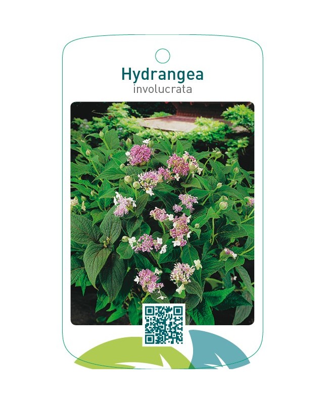 Hydrangea involucrata