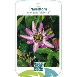 Passiflora xviolacea ‘Victoria’
