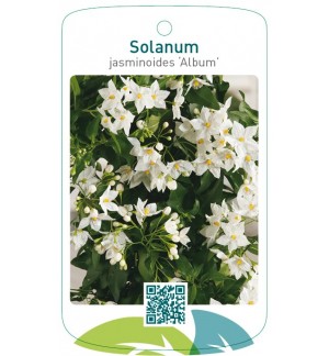 Solanum jasminoides ‘Album’