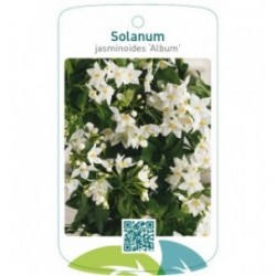 Solanum jasminoides ‘Album’