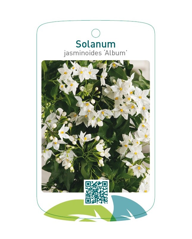Solanum jasminoides ‘Album’