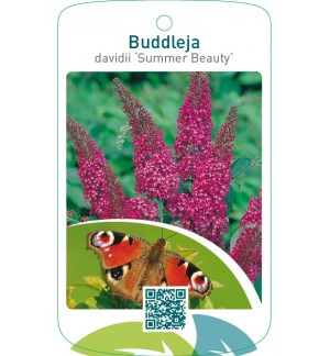 Buddleja davidii ‘Summer Beauty’