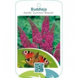 Buddleja davidii ‘Summer Beauty’