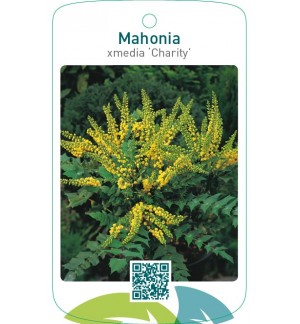 Mahonia xmedia ‘Charity’