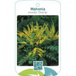Mahonia xmedia ‘Charity’