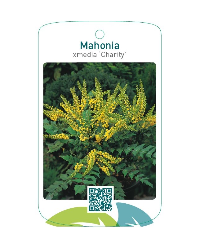 Mahonia xmedia ‘Charity’