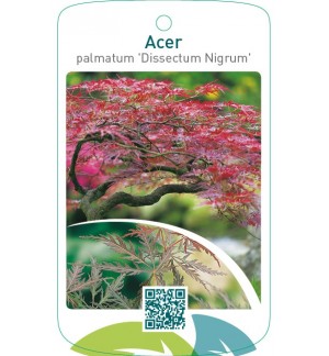 Acer palmatum ‘Dissectum Nigrum’