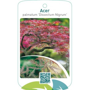 Acer palmatum ‘Dissectum Nigrum’