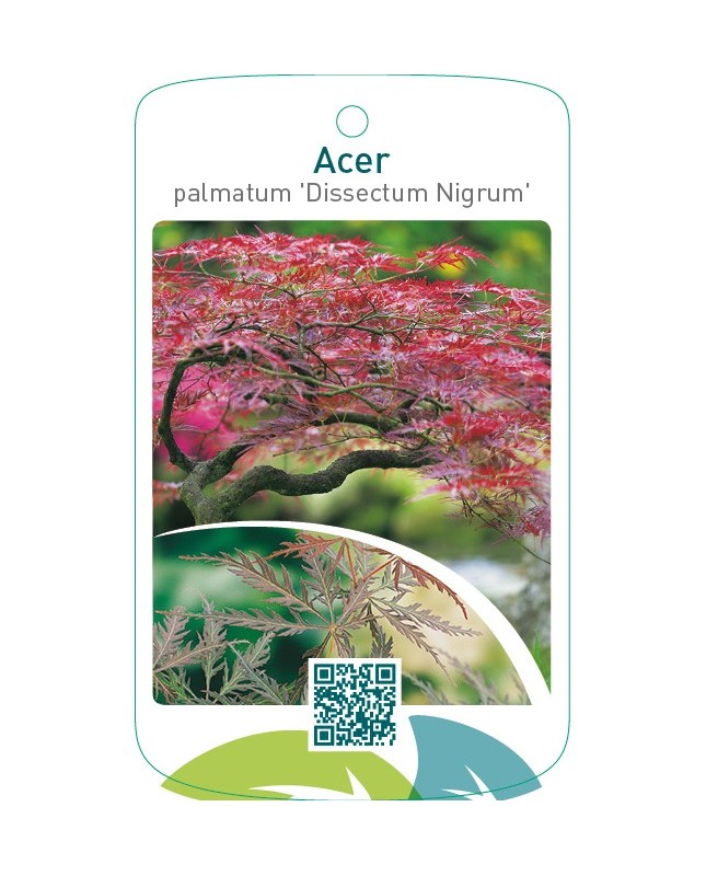 Acer palmatum ‘Dissectum Nigrum’