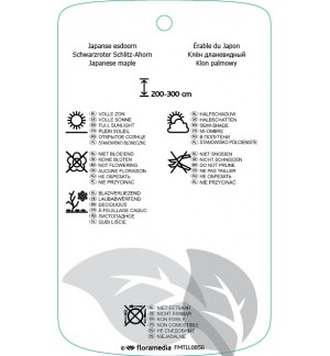 Etichette di Acer palmatum ‘Dissectum Nigrum’ *