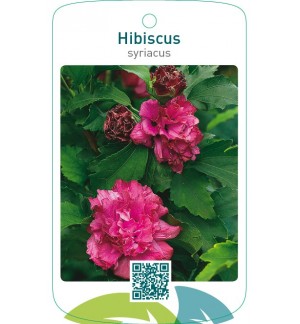 Hibiscus syriacusdubbel rood