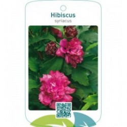 Hibiscus syriacusdubbel rood