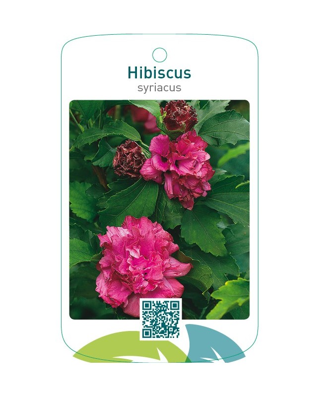 Hibiscus syriacusdubbel rood
