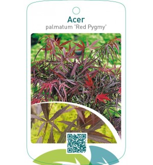 Acer palmatum ‘Red Pygmy’