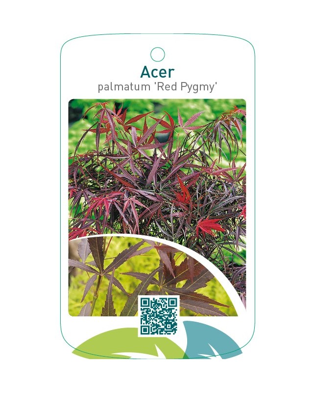 Acer palmatum ‘Red Pygmy’