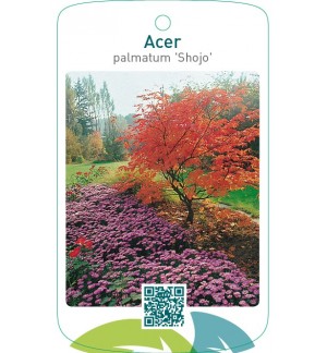 Acer palmatum ‘Shojo’