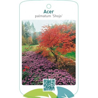 Acer palmatum ‘Shojo’