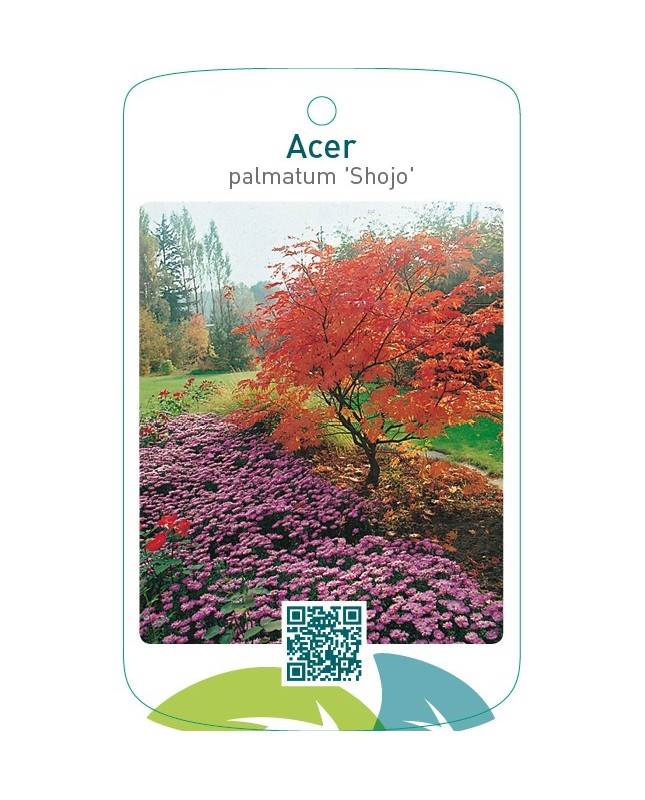 Acer palmatum ‘Shojo’