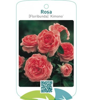 Rosa [Floribunda] ‘Kimono’