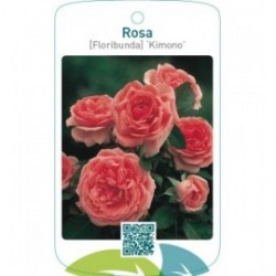 Rosa [Floribunda] ‘Kimono’