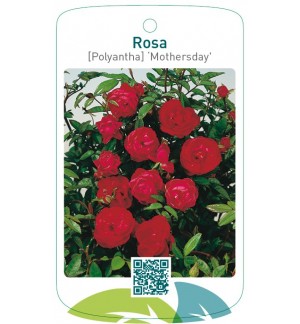 Rosa [Polyantha] ‘Mothersday'