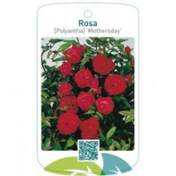 Rosa [Polyantha] ‘Mothersday'