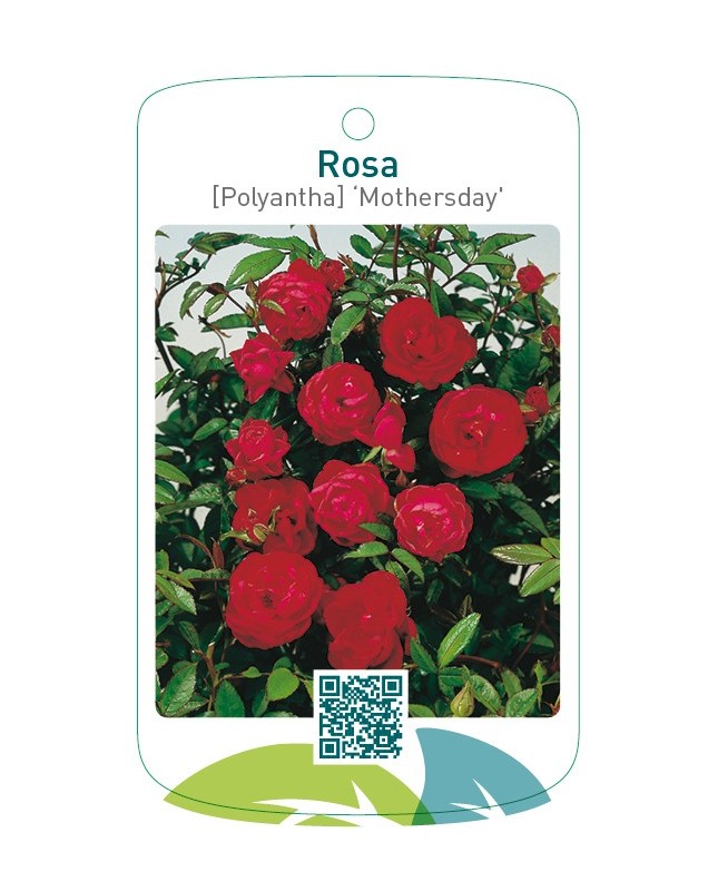Rosa [Polyantha] ‘Mothersday'