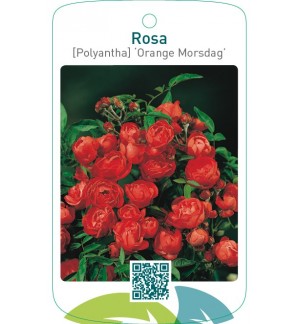 Rosa [Polyantha] ‘Orange Morsdag’